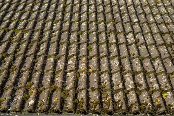 屋顶上有蚊子屋顶上生长着绿色苔藓 — 图库照片