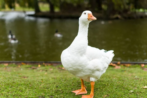 考文垂公园屋的白鸭 — 图库照片