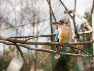 Mavi kanatlı yalıçapkını kuşu
