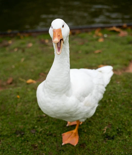 Pato Branco Coventry Park Reino Unido Imagens Royalty-Free