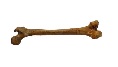 İzole edilmiş beyaz arka planda insan uyluk kemiği.