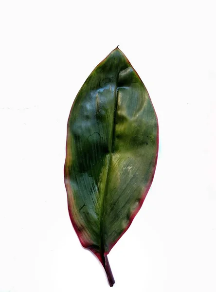 Πράσινο φύλλο σε λευκό φόντο — Φωτογραφία Αρχείου