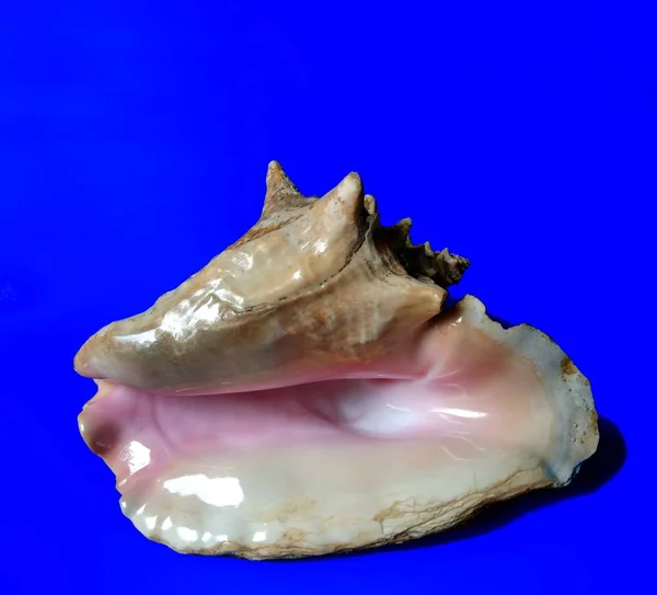 Θαλάσσιο κέλυφος Lobatus Gigas σε μπλε φόντο. θαλάσσια ή καλοκαιρινή έννοια — Φωτογραφία Αρχείου