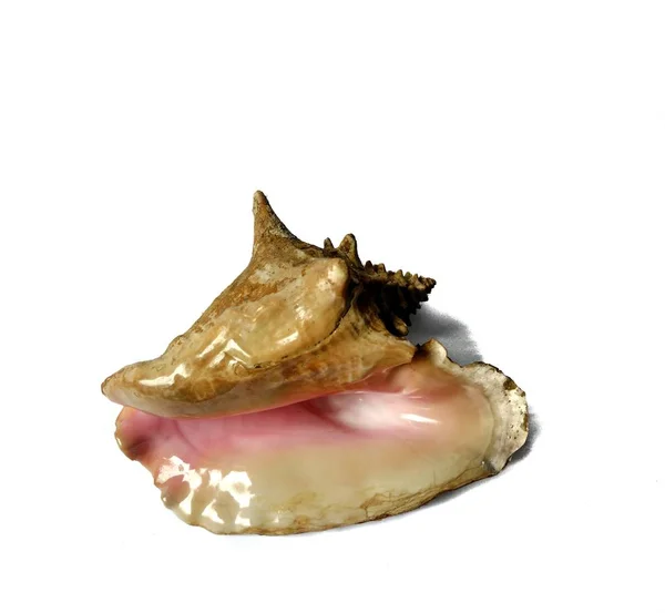 洛帕斯 · 吉加斯，白色背景的海洋巨壳。 海洋或夏季概念 — 图库照片