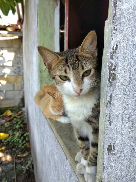 Beau chat sur un balcon dans une zone rurale du Guatemala — Photo