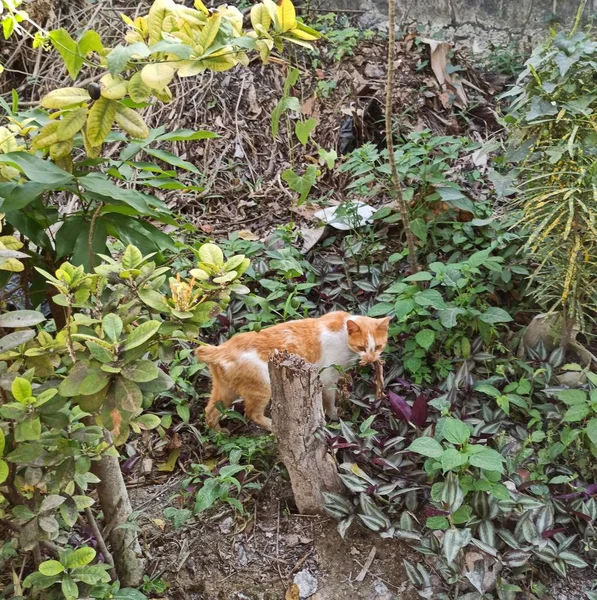 Gato caçando um lagarto no jardim Imagens Royalty-Free