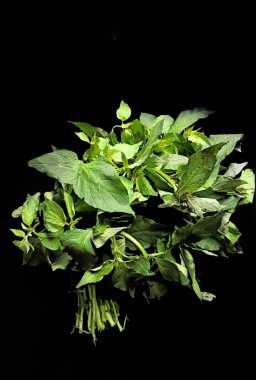 Solanum nigrum yaprakları siyah arkaplanda. Tipik Guatemala yemekleri.