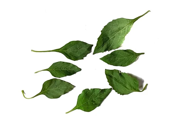 Solanum Nigrum Leaves White Background Typical Food Guatemala — Stock Photo, Image