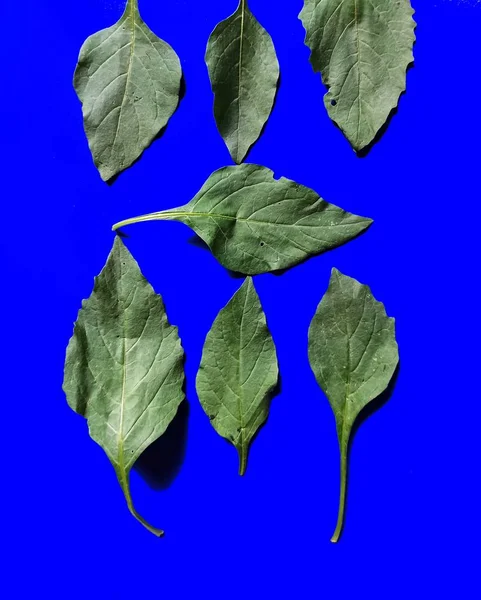 Solanum Nigrum Leaves Blue Background Typical Food Guatemala — Stock Photo, Image