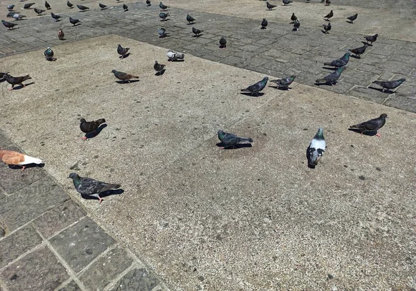 Pigeons Square Sunny Day Guatemala — Stock Photo, Image