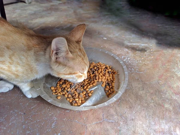 Evde Yemek Yiyen Mutlu Bir Kedi Evcil Hayvan Konsepti — Stok fotoğraf