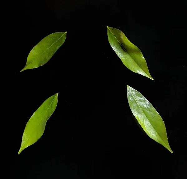 Green Leaves Black Background Decorative Concept — Stock Photo, Image