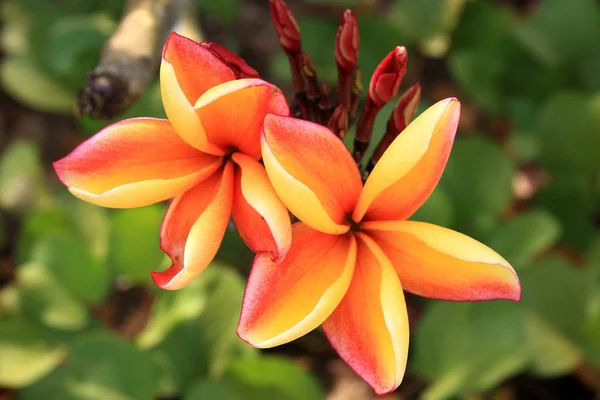 Turuncu Tesisat Çiçeği Yeşil Arka Planda Çiçek Açıyor — Stok fotoğraf