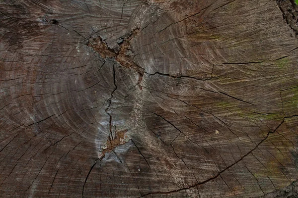 Obrázek Textury Pařezu Stromu — Stock fotografie