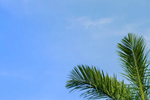Mavi gökyüzü arka plan üzerinde palmiye yaprağı