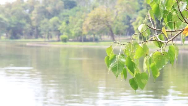 美丽的树叶在湖面摇曳 森林的背景五彩斑斓 — 图库视频影像