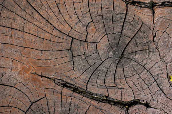 Arkaplan için doğal ahşap doku