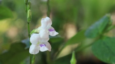 Şelaleli beyaz çiçek yağmur damlası püskürtüyor