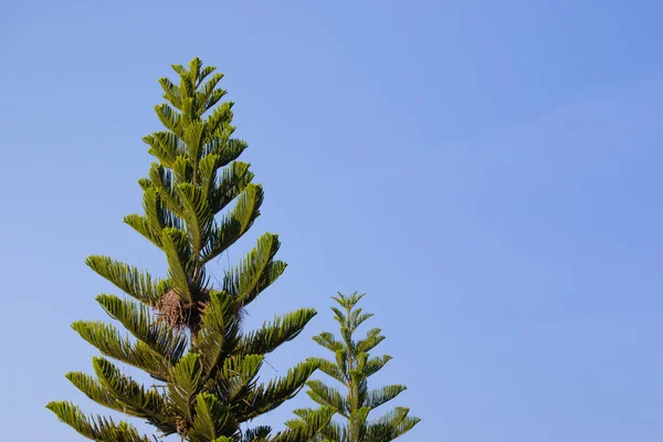 çam ağacı mavi gökyüzü arka plan üzerinde