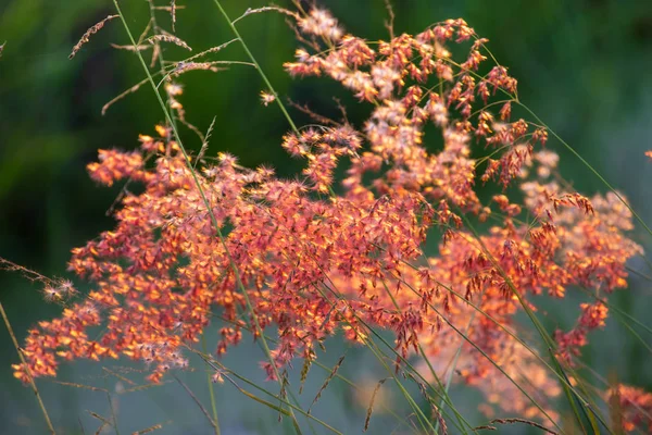 Rosa Grasblume Auf Grünem Hintergrund — Stockfoto