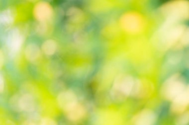 Yaprak arkaplanının yeşil rengi