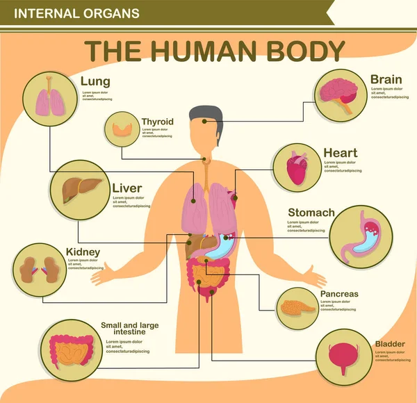Πληροφορίες για το Ανθρώπινο Σώμα, Χαρακτήρας με Όργανο. — Διανυσματικό Αρχείο