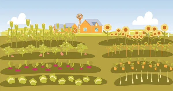 Lits soignés avec légumes dans le jardin des agriculteurs . — Image vectorielle