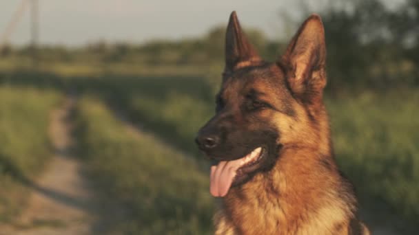 Cane Pastore Tedesco Sull Erba Carino Pastore Tedesco Posa Sulla — Video Stock