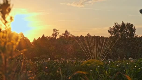 農場で植物に水をやる 成長するジャガイモに水をやる 日没の開花ジャガイモの水灌漑 夏の時間に植物に水をまきなさい スローモーション — ストック動画