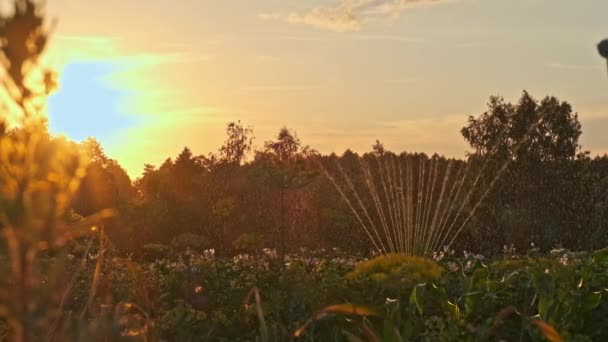 Riego Plantas Granja Riego Patatas Cultivadas Riego Por Agua Papas — Vídeos de Stock