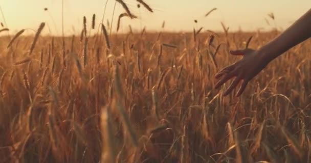 Mano Maschile Toccare Una Spiga Grano Dorato Nel Campo Grano — Video Stock