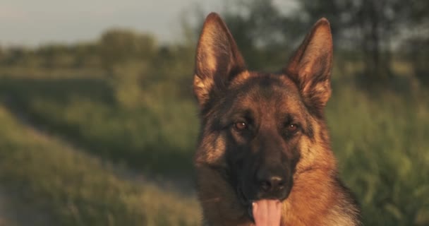 Німецький Собака Пастух Траві Ніжний Німецький Пастух Який Полює Природу — стокове відео