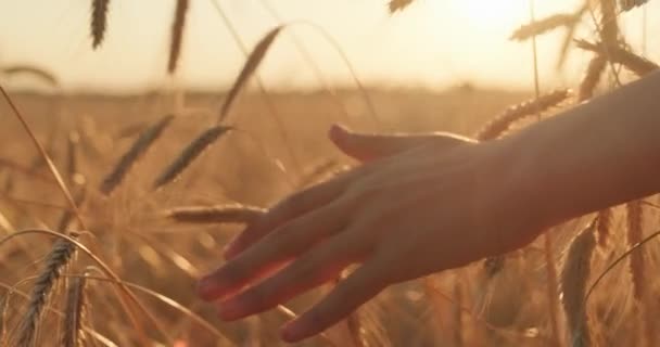 小麦畑で黄金の小麦の耳に触れる男性の手 若い男の手は小麦畑を通って移動します 日没の間に少年の手を小麦に触れる スローモーション 4K映像 — ストック動画