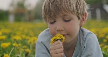 Sevimli küçük çocuk sarı papatyayı elinde tutuyor ve kokuyor. Mutlu çocuk papatya tarlasında yatıyor, yakından bakıyor. Çayırdaki sarı saçlı çocuğun şirin, küçük çocuğu gibi. Yavaş çekim 