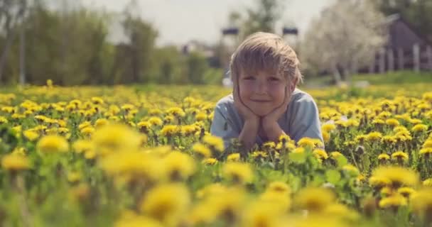 Niño Feliz Yace Prado Primavera Niño Alegre Yace Campo Manzanilla — Vídeo de stock