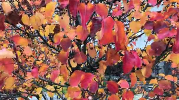 Video Von Wehendem Herbstlaub Einem Baum Nahaufnahme Von Schönen Rot — Stockvideo