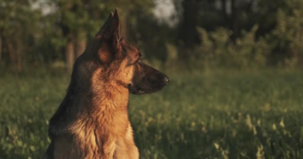 Německý Ovčácký Pes Trávě Roztomilý Německý Ovčák Pózující Přírodě Detailní — Stock video
