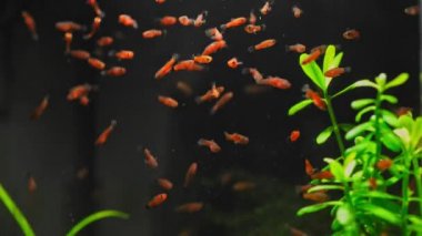 Kızarmış kırmızı silahşörlü mikro akvaryum. Yeşil bitkileri ve küçük kırmızı balıkları olan güzel bir tatlı su akvaryumu. Tatlı su akvaryumu ve büyük bir kırmızı kızartma sürüsü..