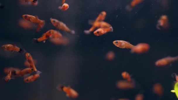 Micro Aquarium Avec Des Glaives Rouges Frites Bel Aquarium Eau — Video