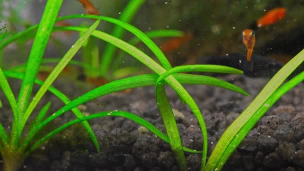 Klein Aquarium Met Rode Vissen Kersengarnalen Prachtig Zoetwateraquarium Met Groene — Stockvideo