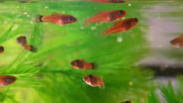 Alimentation Des Alevins Dans Aquarium Eau Douce Petit Aquarium Avec — Video