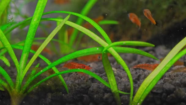 Micro Acuario Con Alevines Rojos Camarones Cereza Hermoso Acuario Agua — Vídeo de stock