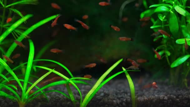 Klein Aquarium Met Rode Vissen Kersengarnalen Prachtig Zoetwateraquarium Met Groene — Stockvideo