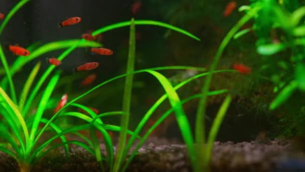 Pequeño Acuario Con Peces Rojos Fritos Camarones Cereza Hermoso Acuario — Vídeos de Stock