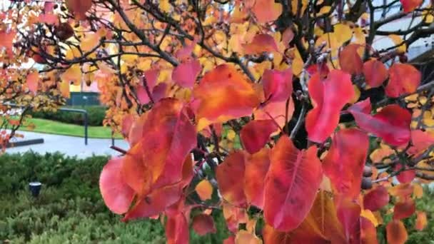 Video Waving Autumn Leaves Tree Close Shooting Beautiful Red Orange — Stock Video