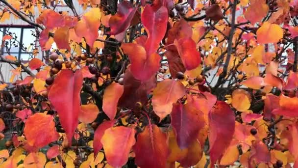 Vidéo Agitant Des Feuilles Automne Sur Arbre Gros Plan Prise — Video