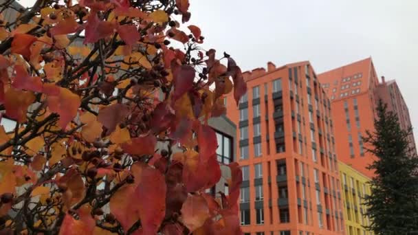 Krásný Podzimní Strom Jasně Oranžovými Listy Pozadí Oranžové Městské Budovy — Stock video
