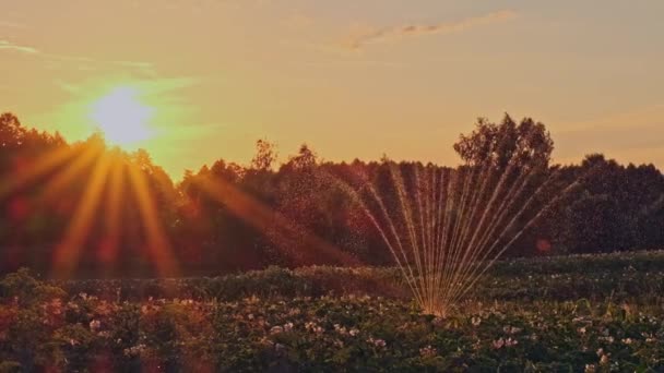 Zavlažování Rostlin Farmě Zavlažování Pěstovaných Brambor Zavlažování Kvetoucích Brambor Při — Stock video