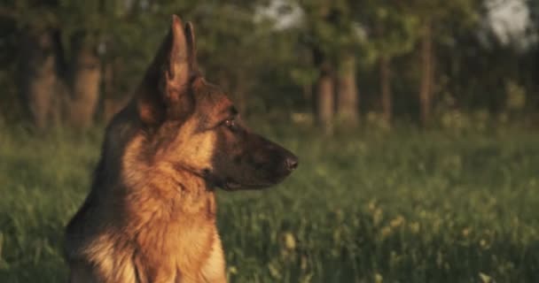 Německý Ovčácký Pes Trávě Roztomilý Německý Ovčák Pózující Přírodě Detailní — Stock video