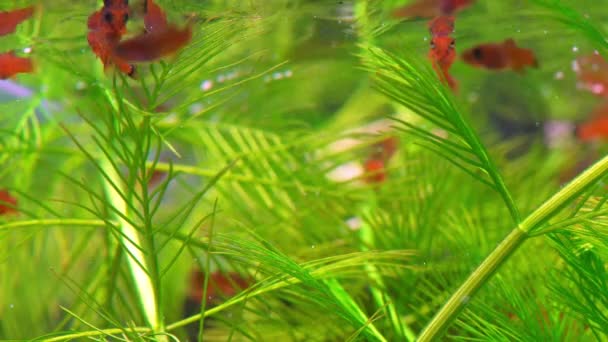 淡水水族館で炒め物をする 揚げ赤剣士と小さな水族館 緑の植物や小さな赤い魚と美しい淡水水族館 大きな赤い炒め物の群れを持つ淡水水族館 — ストック動画